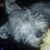 Tina Davies's profile image