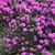 Joanna Bednarek Pontchek's profile image