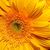 Flor Chang's profile image