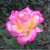 Nancy Rossner's profile image