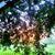 Gianna Canale's profile image