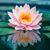 Lesley Leonardo's profile image