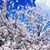 Theresa Hallenberger's profile image