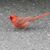 Laura Pecor's profile image