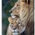 Lion Baker's profile image