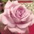 Sharon Thomas's profile image