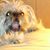 Shanna Vitteli's profile image
