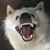 Heather Wilkerson's profile image