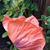 Suzanne Roller Gardner's profile image