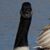 Steve Withrow's profile image
