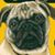 Pug Smither's profile image