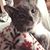 Suzanne Cheeseman Demus's profile image
