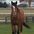 Lori Roberts McDowell's profile image