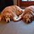 Jodi Soucy Perkins's profile image