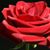 Fiona Wilson's profile image