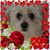 Carol Orwan Weipert's profile image
