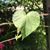 Lori Applegate Lyons's profile image