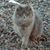 Amy Mason Fitzpatrick's profile image