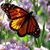 Irena Kinsinger's profile image