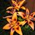 Linda Shannon's profile image