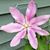 Brenda Hamelin's profile image