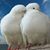 Zeynep Yusuf's profile image