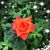 Dorie Pearson's profile image