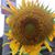 Christine Walsh's profile image