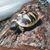 Pegie S Gault's profile image