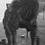 Gina Pugh-Shugart's profile image