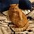 Pamela Lathram's profile image
