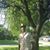 Brookins Daniel's profile image