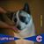 Laura Cornelius's profile image