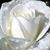 Joan L Gunnar's profile image