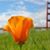 Kathy Monge's profile image