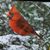 Elizabeth Kingsley's profile image