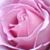 Sherri Hadley's profile image