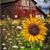 Pamela McCollough Conkling's profile image