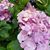 Lori Prickett Goodlander's profile image