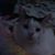 Tiffany McCarthy's profile image