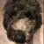 Gustave LeDoodle's profile image