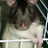 Ratsmom's profile image