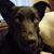 Jane Sturdivant Tillman's profile image
