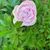 Lori Buchas's profile image