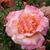 Helen Crawford's profile image