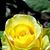 Donna Holt's profile image
