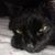 Anne Thomason's profile image