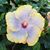 Lali Smile CT's profile image