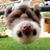 Kari Dull's profile image
