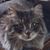 Sally Pezzoli's profile image
